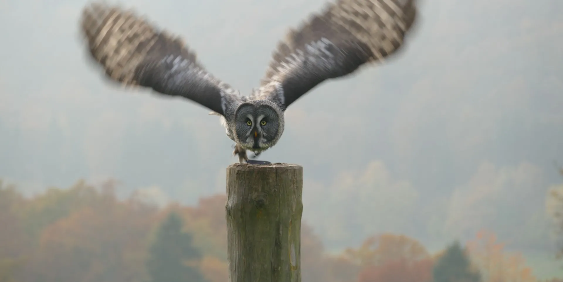 Lars aus der Falknerei im Wildpark Neuhaus