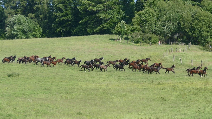 Hengstweide Hengstweide © Stadt Holzminden