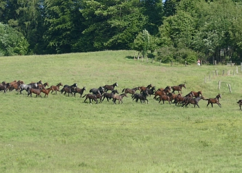 Hengstweide