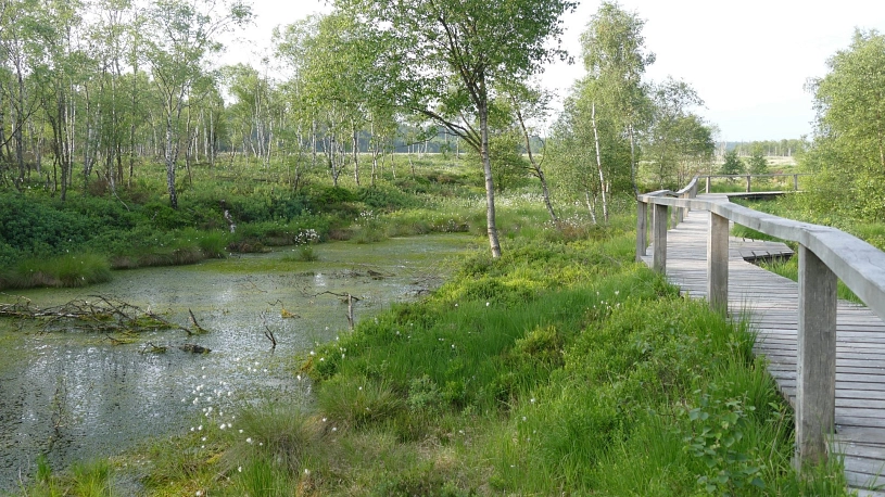 Hochmoorwanderweg Hochmoorwanderweg © Stadt Holzminden