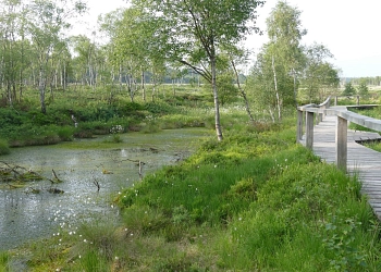 Hochmoorwanderweg