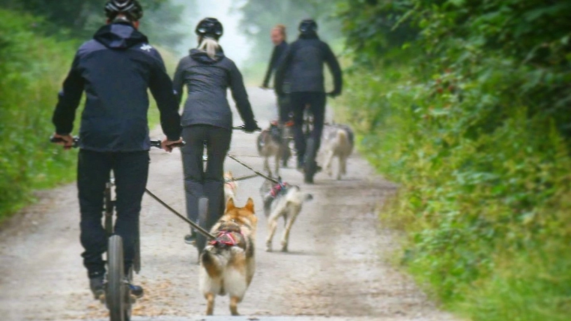 Kopfbild Dogscouter&nbsp;&copy;&nbsp;Stadt Holzminden