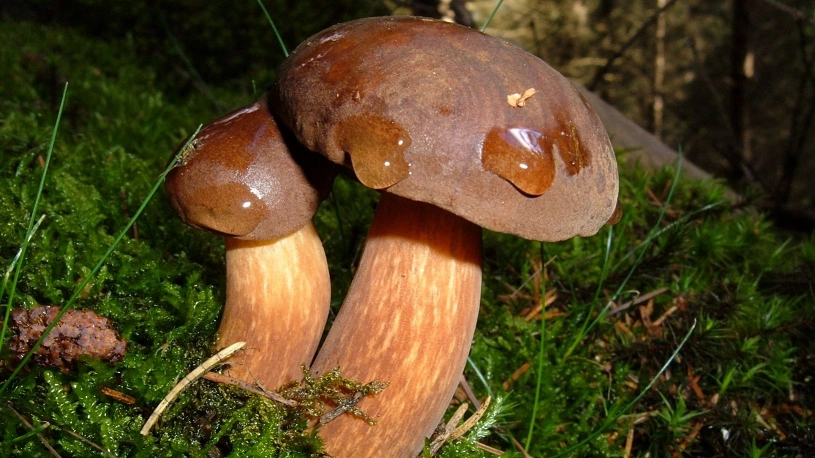 Kopfbild Pilzlehrwanderungen&nbsp;&copy;&nbsp;Stadt Holzminden