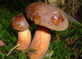 Kopfbild Pilzlehrwanderungen