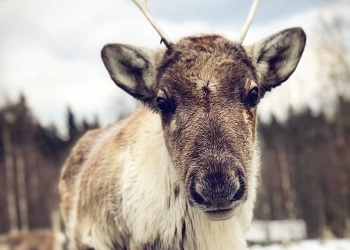 Kopfbild Wildlife