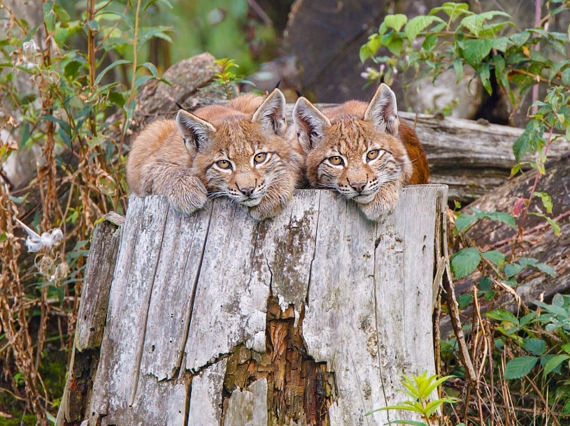 Luchse im Wildpark Werner Lerch Luchse im Wildpark Werner Lerch © Stadt Holzminden