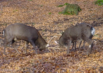 Wildpark Hirsche in der Brunft