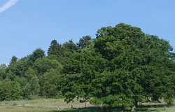 Wanderer_Hengstweide_1.jpg